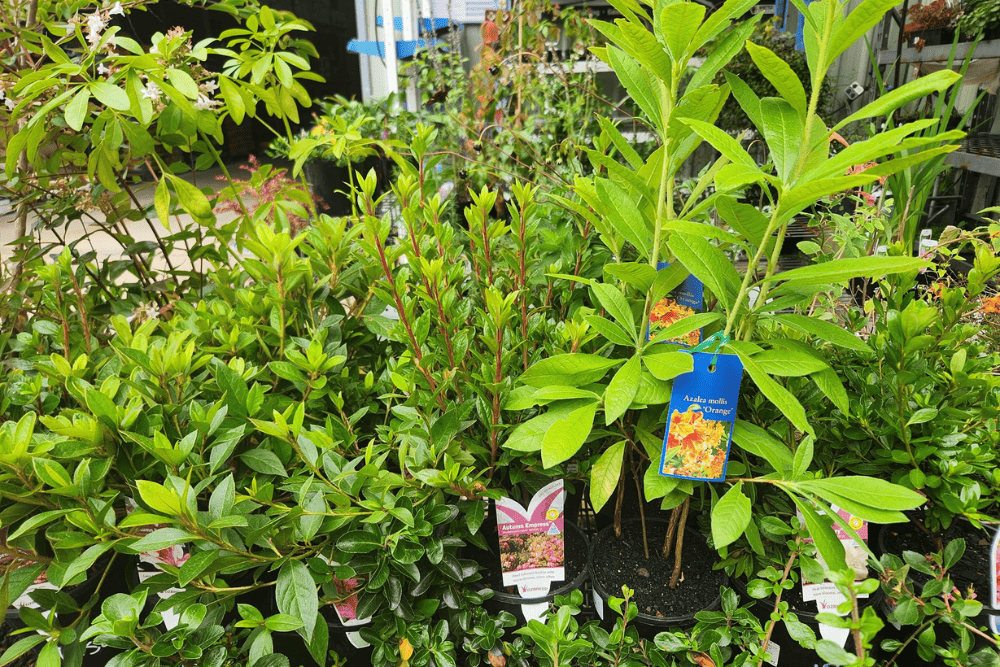 Trees and shrubs